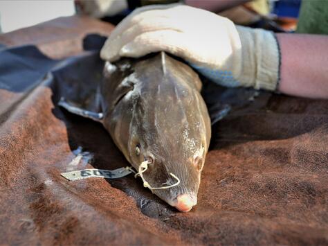Проведены работы по вылову производителей и заготовке рыбоводной икры осетровых видов рыб - осетра сибирского и стерляди