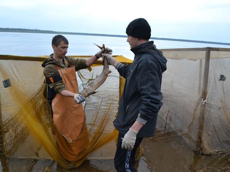 Енисейским филиалом ФГБУ «Главрыбвод» проведены работы по отлову производителей и заготовке рыбоводной икры стерляди