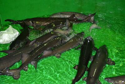 На ТОСП «Белоярский рыбоводный завод» проведена осенняя бонитировка осетровых видов рыб